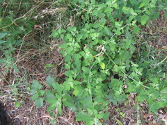 Chenopodium ucrainicum