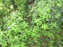 Chenopodium ucrainicum