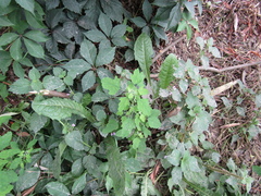 Chenopodium ucrainicum