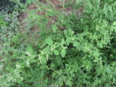 Chenopodium ucrainicum