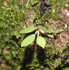 Dendrobium tetragonum