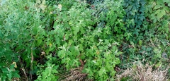 Chenopodium ucrainicum