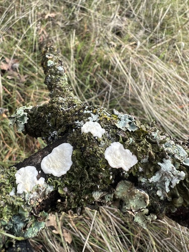 iNaturalist observation photo of veined mossear