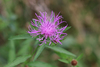 Monckton's Knapweed - Photo (c) Brad Walker, some rights reserved (CC BY-NC), uploaded by Brad Walker