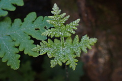 Pentagramma rebmanii