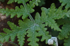 Pentagramma rebmanii