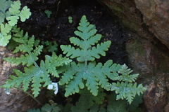 Pentagramma rebmanii