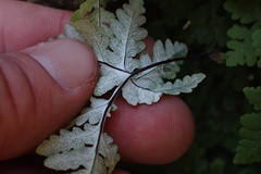 Pentagramma rebmanii