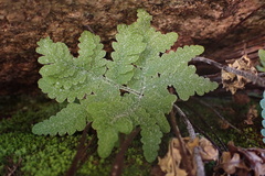 Pentagramma rebmanii