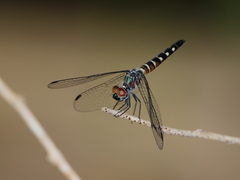 Brachydiplax duivenbodei