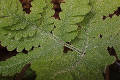 Pentagramma rebmanii