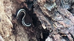Spirobolellus immigrans