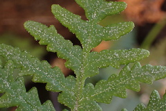 Pentagramma rebmanii