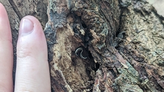 Spirobolellus immigrans