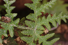 Pentagramma rebmanii