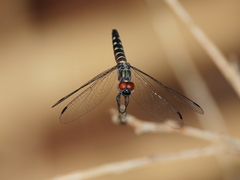 Brachydiplax duivenbodei