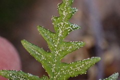 Pentagramma rebmanii