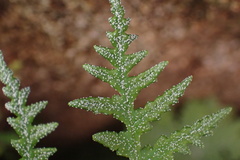 Pentagramma rebmanii