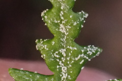 Pentagramma rebmanii