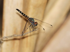 Brachydiplax duivenbodei