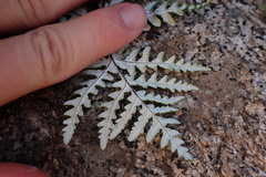 Pentagramma rebmanii