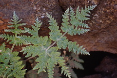 Pentagramma rebmanii