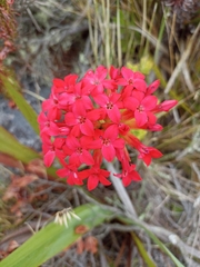 Crassula coccinea
