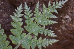 Pentagramma rebmanii