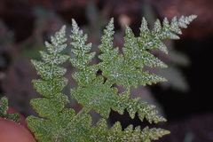 Pentagramma rebmanii