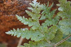 Pentagramma rebmanii