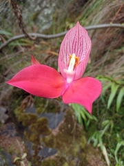 Disa uniflora