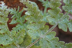 Pentagramma rebmanii