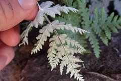 Pentagramma rebmanii