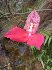 Disa uniflora