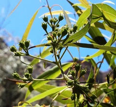 Angophora floribunda