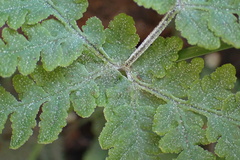 Pentagramma rebmanii