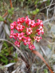 Crassula coccinea