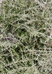 Prunus fasciculata