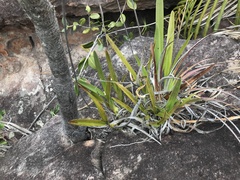 Encyclia alboxanthina