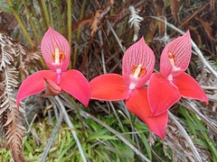 Disa uniflora