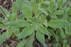 Phacelia imbricata