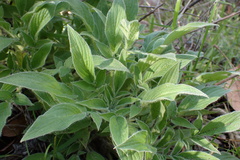 Phacelia imbricata