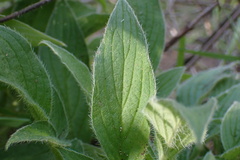 Phacelia imbricata