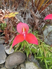 Disa uniflora