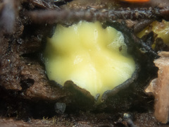 Podophacidium xanthomelum