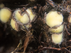 Podophacidium xanthomelum