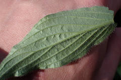 Phacelia imbricata