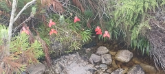 Disa uniflora