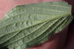 Phacelia imbricata