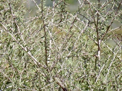 Prunus fasciculata